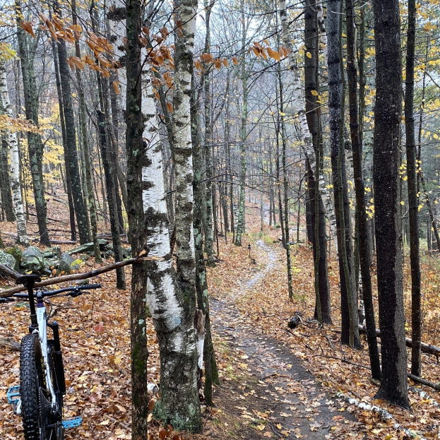 Ein Mountainbike auf einem Waldweg mit Bäumen und Laub im Hintergrund
