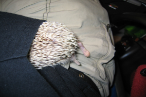 Ein Haustier steckt in der Tasche einer Person.