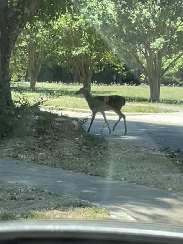 Ein Hirsch überquert eine Straße vor einem Auto, umgeben von Bäumen und Gras.