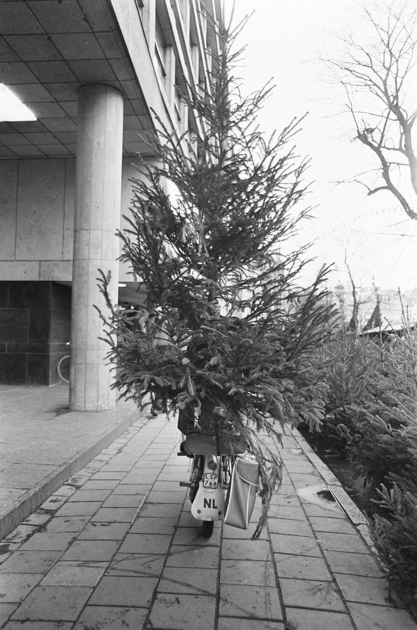 Schwarz-weiß-Foto eines Fahrrads mit einem Weihnachtsbaum auf dem Gepäckträger, das vor einem Gebäude mit Säulen und Deckenleuchten geparkt ist, mit Pflanzen rechts und Gebäuden und Himmel im Hintergrund.