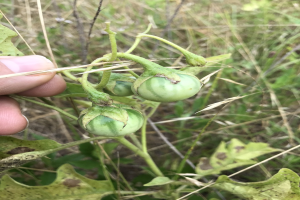 Eine Hand hält einen Bund grüner Tomaten an einer Pflanze, mit Schimmel an einigen Stellen, vor einem Hintergrund aus Gras und anderen Pflanzen.