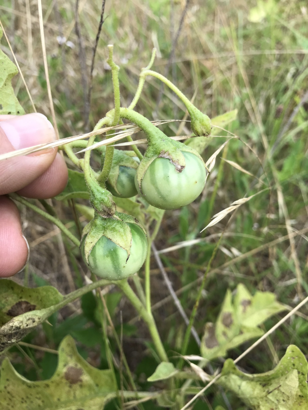 Eine Hand hält einen Bund grüner Tomaten an einer Pflanze, mit Schimmel an einigen Stellen, vor einem Hintergrund aus Gras und anderen Pflanzen.