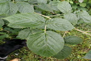 Ein schwarzer Hund steht neben einem giftigen Eschenblatt, umgeben von anderen Pflanzen.