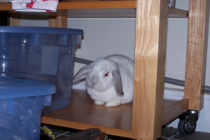 Ein Hase steht neben einem fahrbaren Tisch mit Plastikbehältern und anderen Gegenständen vor einer Wand im Hintergrund.