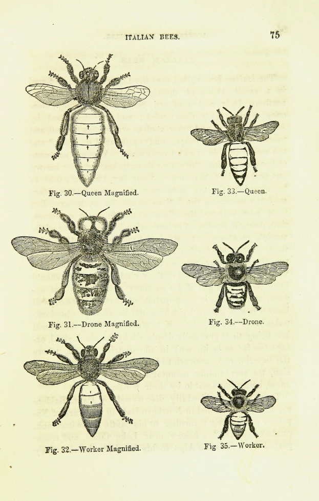 Eine Buchseite mit detaillierten Illustrationen verschiedener Bienenarten, jeweils mit einzigartigen Merkmalen, begleitet von beschreibendem Text über die Insekten und ihre Lebensräume.
