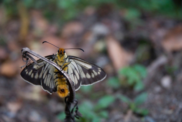 Ein Schmetterling auf einer Pflanze mit zusätzlichen Pflanzen und Land im Hintergrund.
