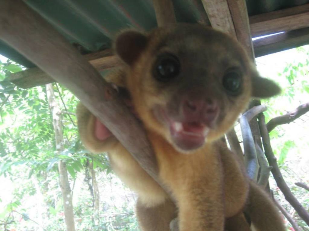 Ein Tier vor Bäumen mit einem Schutzraum darüber.