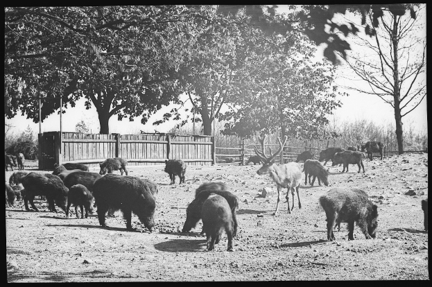 Schwarzes und weißes Foto einer Herde Wildschweine, die auf einem Erdacker grasen, mit Bäumen und einem Zaun im Hintergrund.