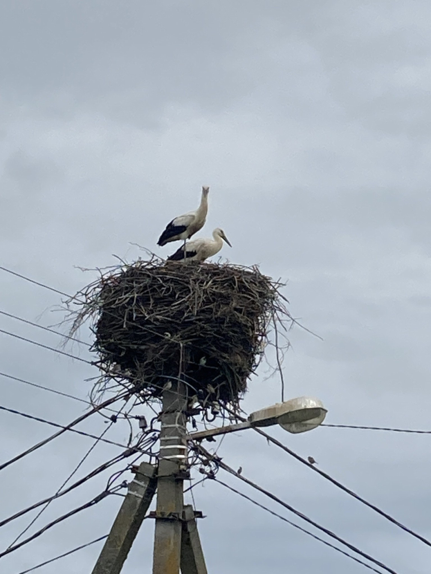 Zwei Weißstörche auf einem Nest auf einer Stromleitung sitzend, beleuchtet von einer Straßenlaterne, mit sichtbaren Drähten und Himmel im Hintergrund.
