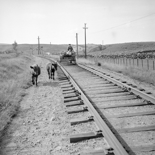 Zwei schwarz-weiße Kühe auf Bahngleisen mit einer Person auf einem Fahrzeug im Vordergrund, Gras und ein Zaun auf beiden Seiten und Häuser, Bäume und Masten im Hintergrund.